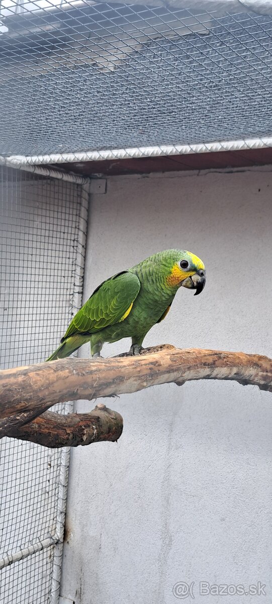 Predám samcov amazonana venezuelskeho - 7