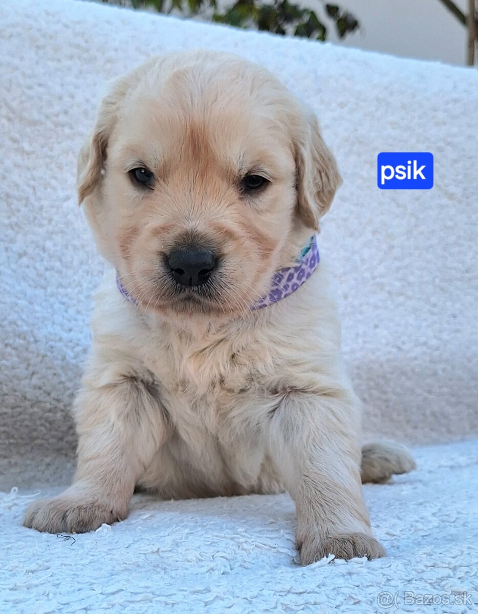 Predám Šteniatka Zlaty retriever-Golden retriever - 7