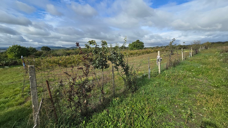 Veľký pozemok v obci Rybník - časť Kráľovka o výmere 3097 m2 - 7