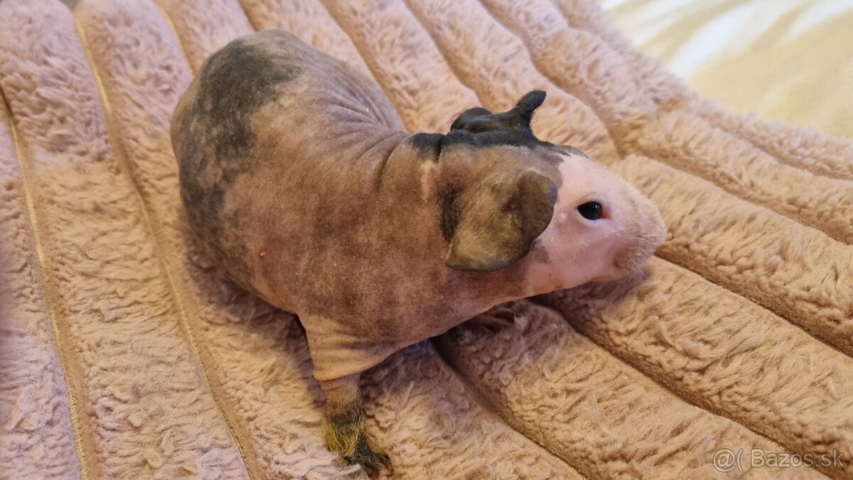 Skinny Morčatá - 7