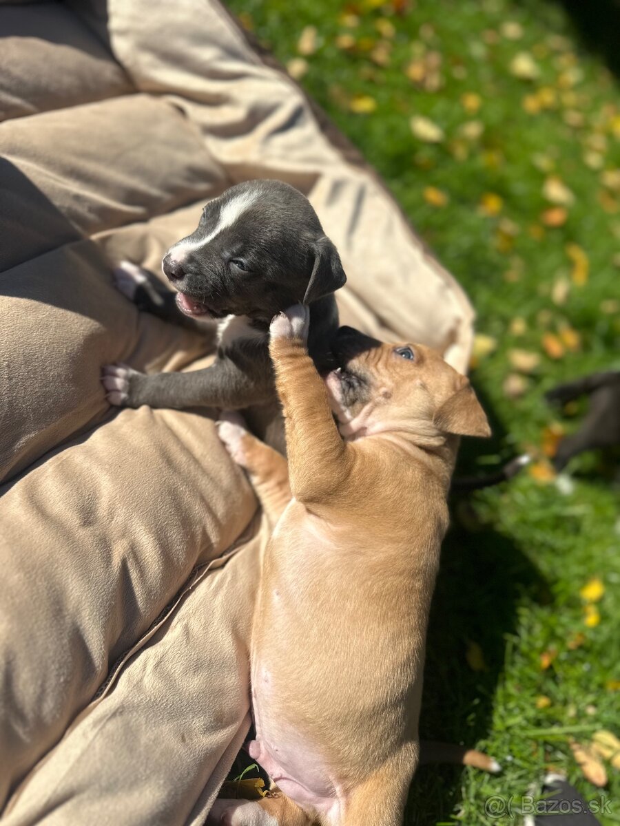 Šteniatka staforda - 7