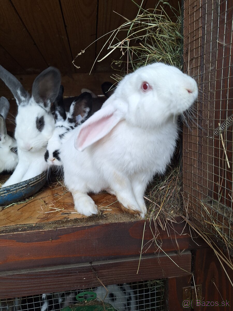 Predám krásne králiky . - 7