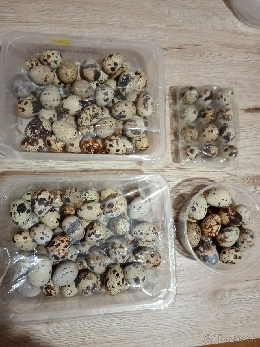 Japonské prepelice - 7