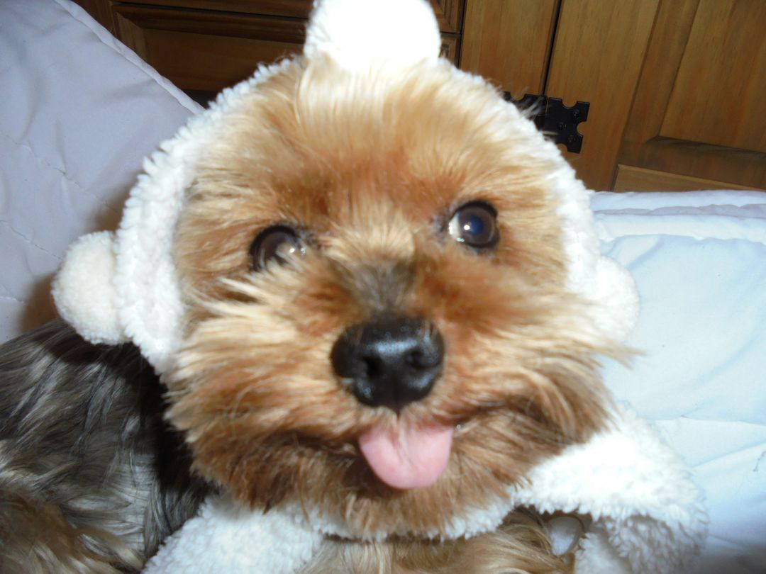 YORKSHIRSKÝ TERIÉR - PSÍK NA KRYTIE, NIE NA PREDAJ - 7