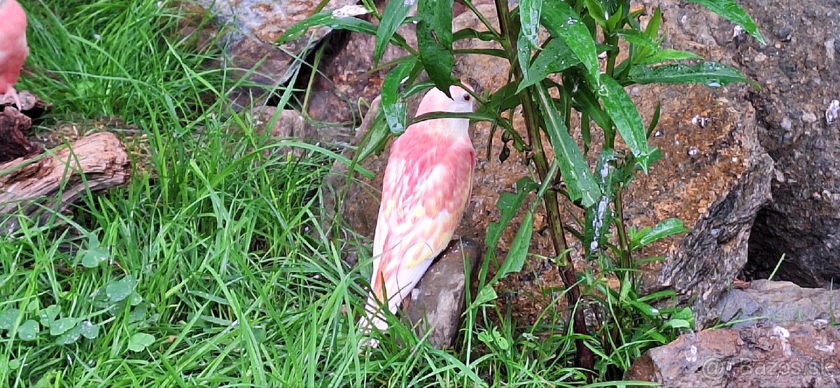 Neofema Bourkova Rubino - 7