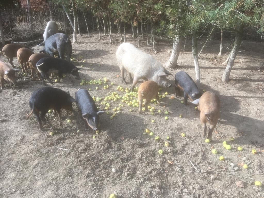 Mangalicia a durok - 7