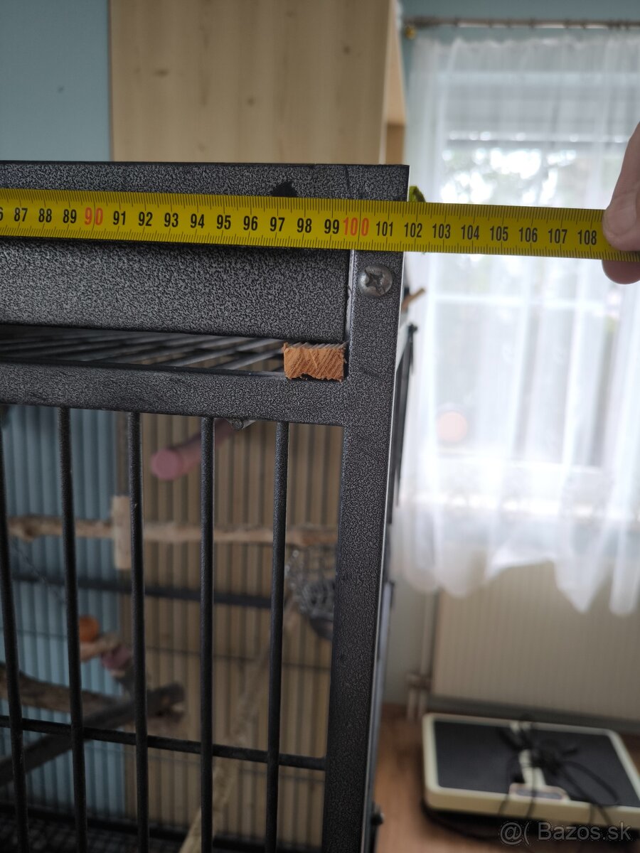 Žako papagáj šedý - 7