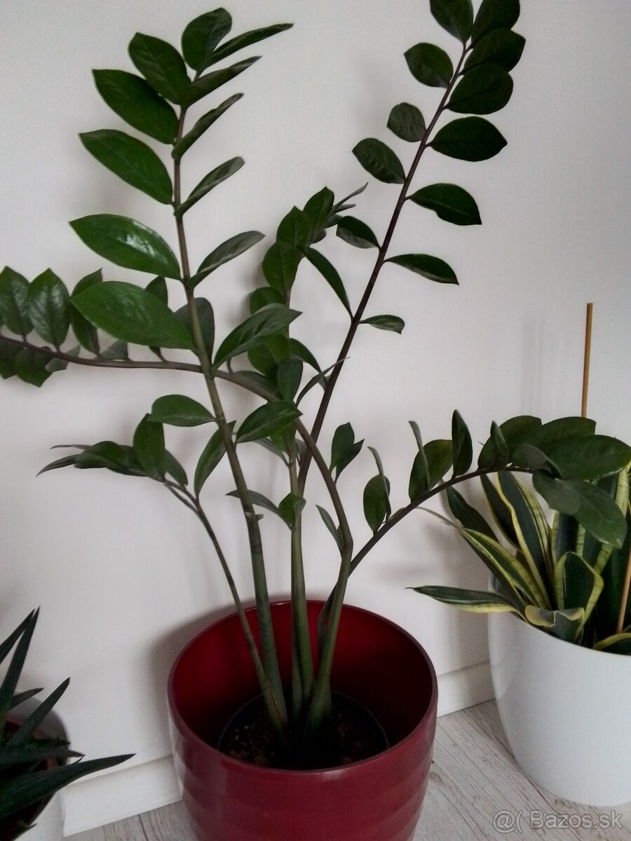 Slonia noha bananovnik kavovnik zamiokulkas fikus yuka - 7