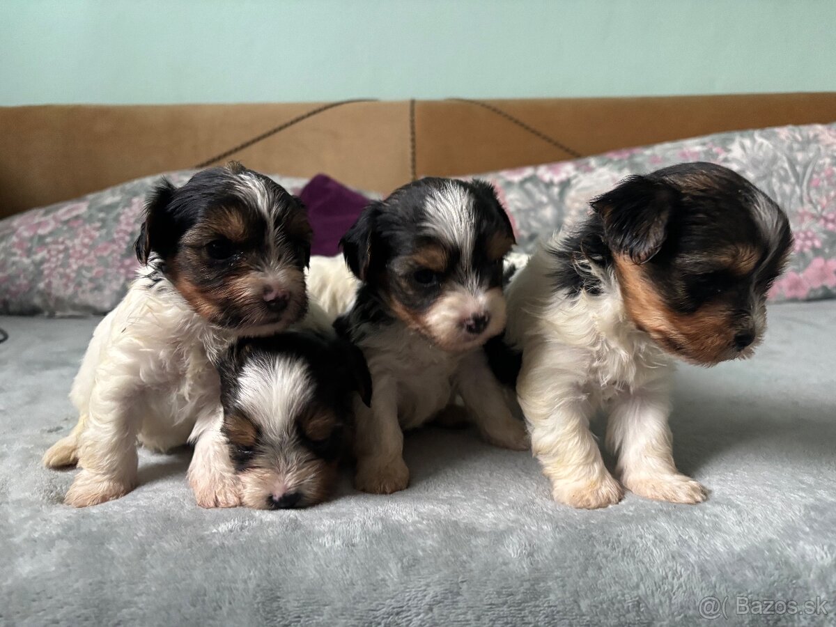 Biewer yorkshire terier - 7