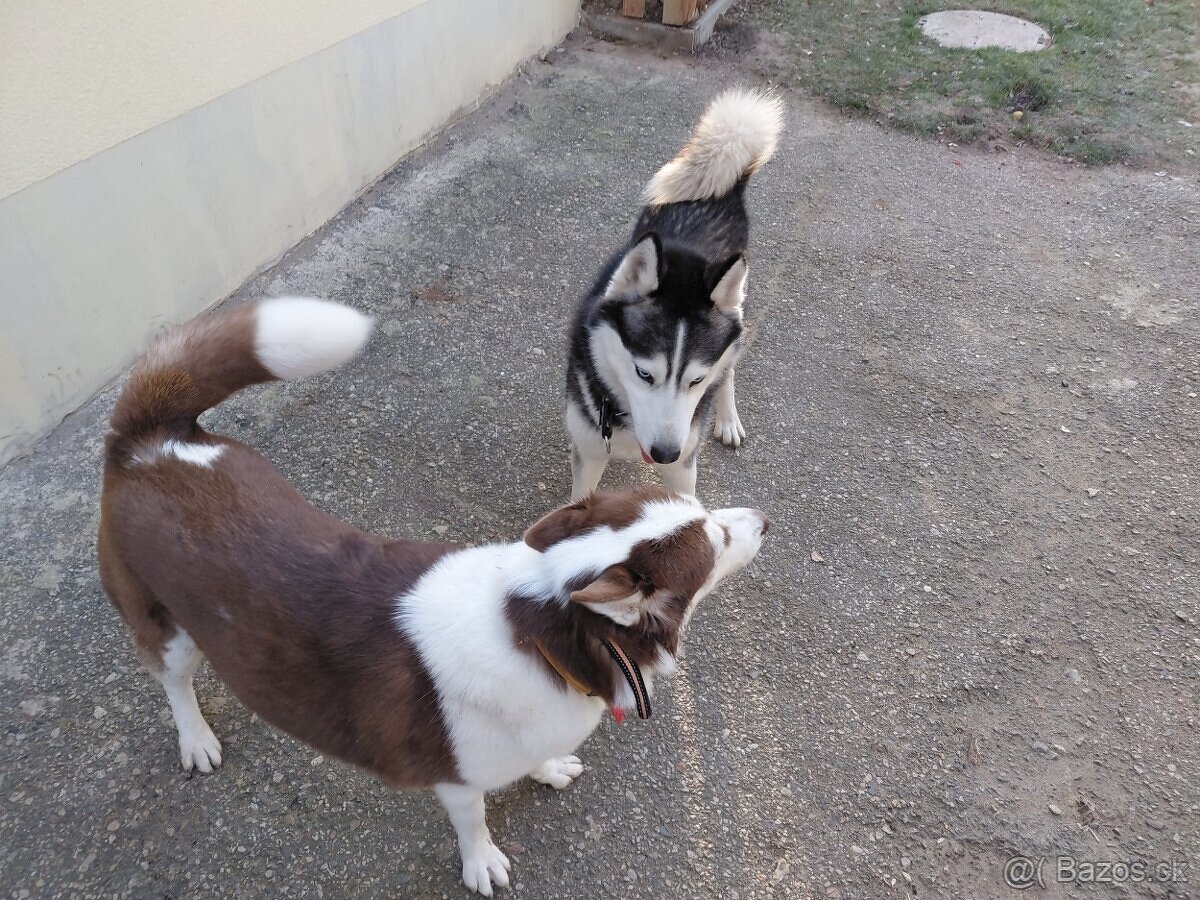 Husky šteniatka-rezervácia - 7