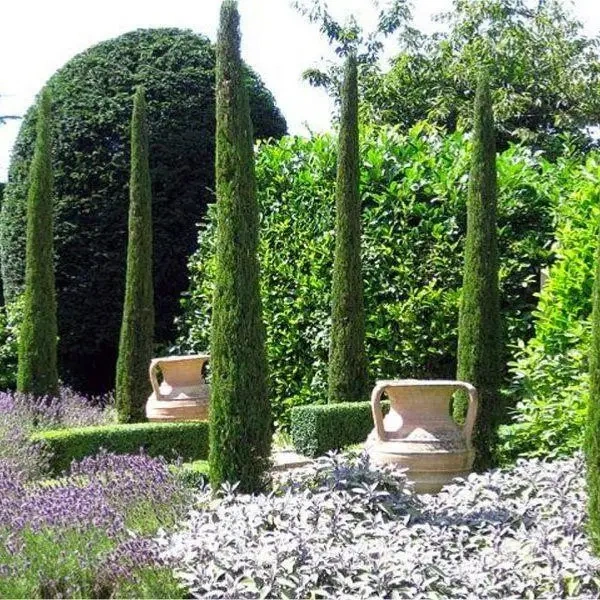 Predám stĺpovité cyprušteky – Cyprus Totem - 7