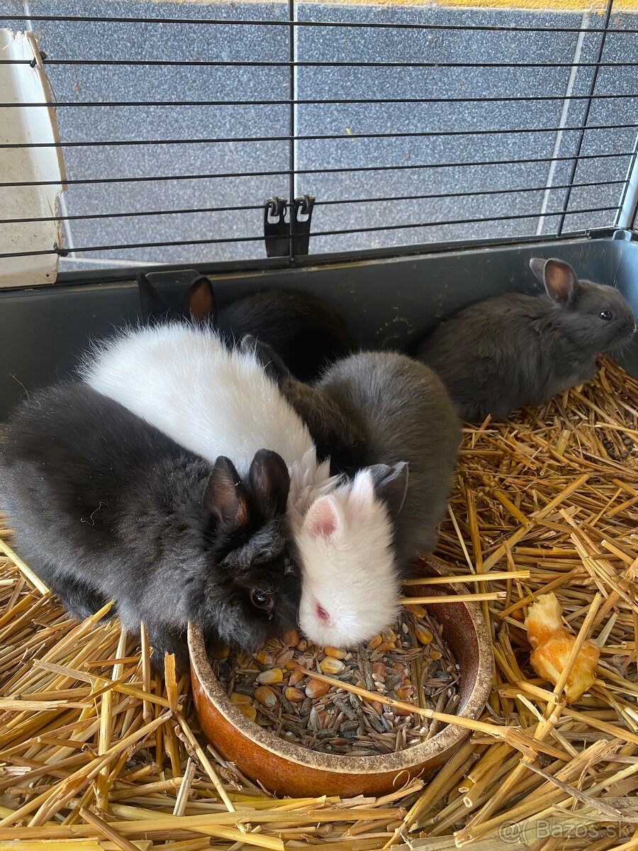 Trpaslíčie králiky - 7