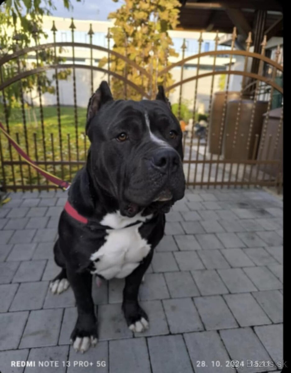 American bully XL - 7
