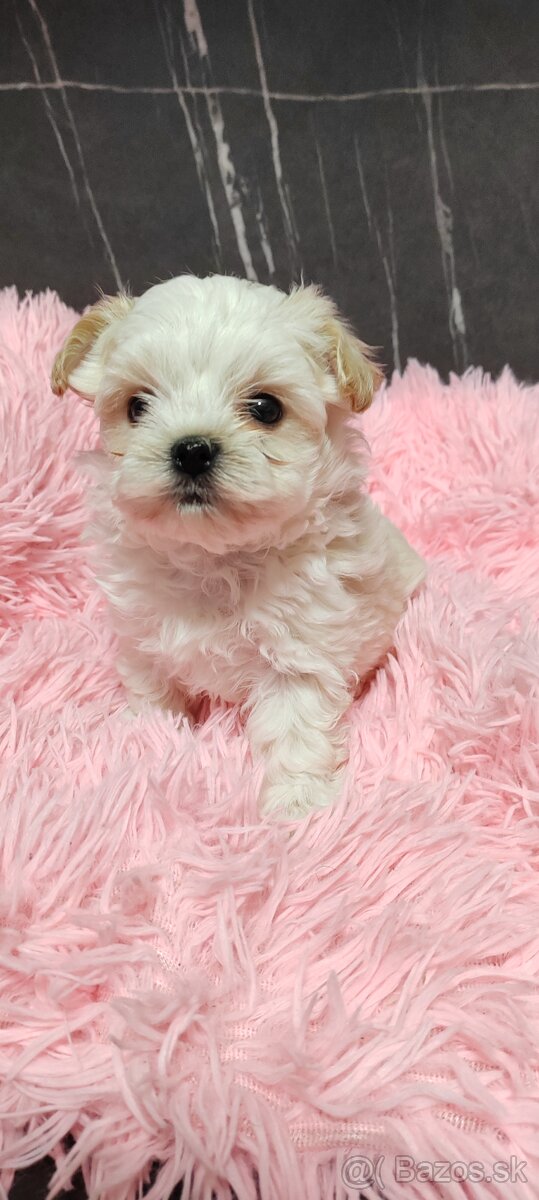 Predám maltezak - 7