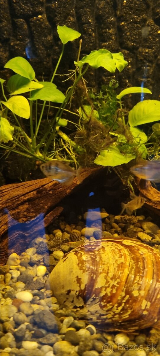 Akvariove ryby - 7