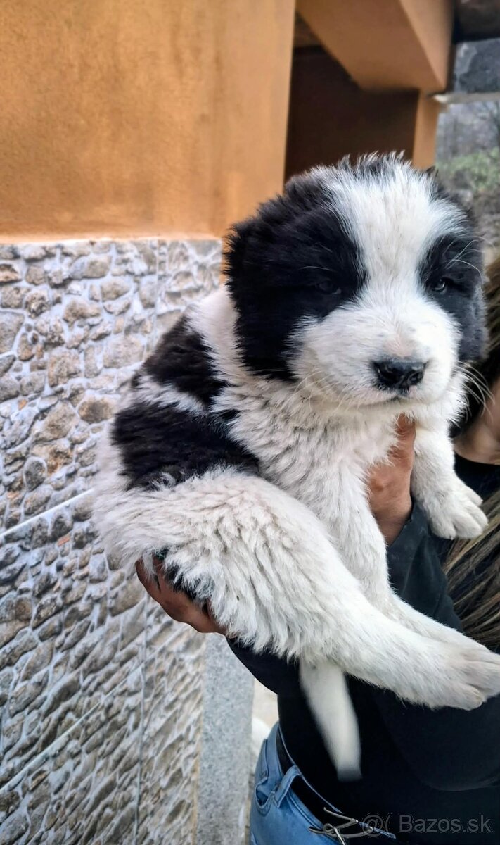 Stredoázijský ovčiak- šteniatká - 7