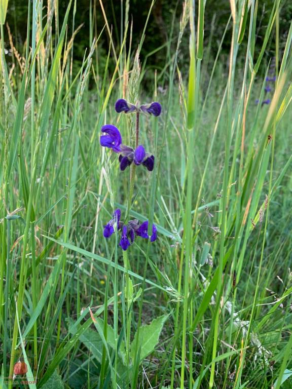 Predaj pozemku v prírode Jedľové Kostoľany - 7