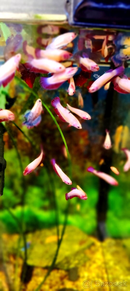 Betta Splendens - Bojovnica Pestrá. - 7