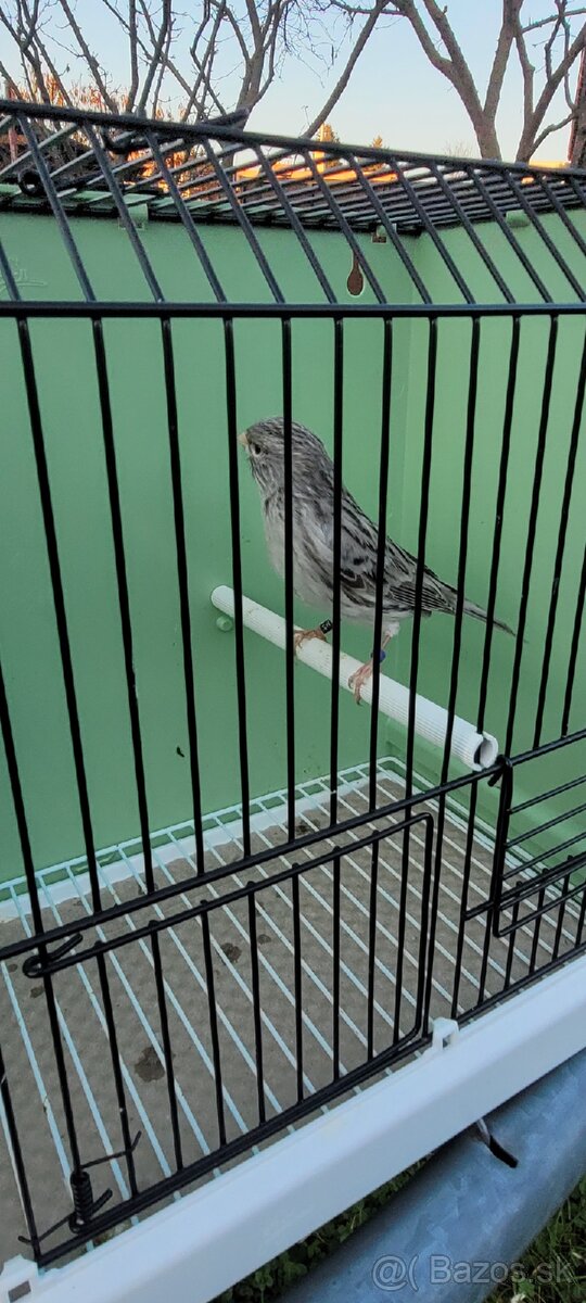 Predám Kanáriky,Kanáre - 7