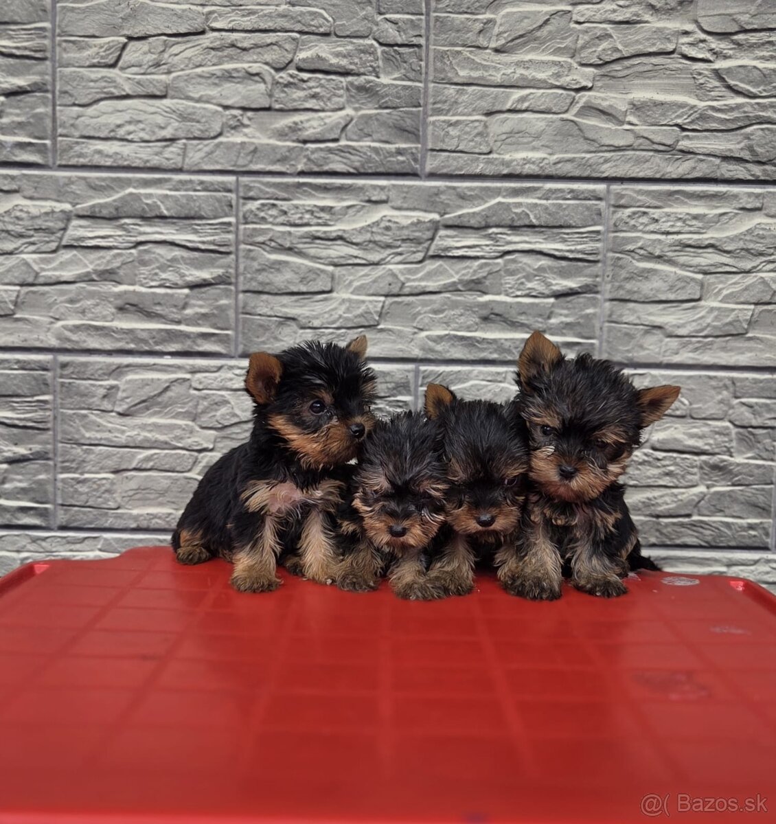 Yorkshirsky terier - 7