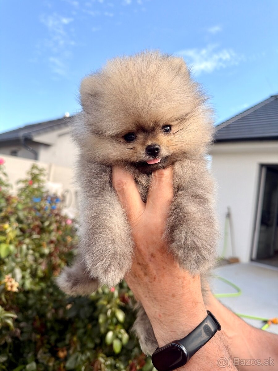 Pomeranian s PP - 7