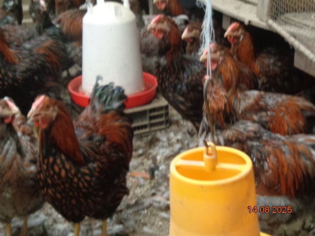 Sliepky wyandotky zlatej lemovanej - 7