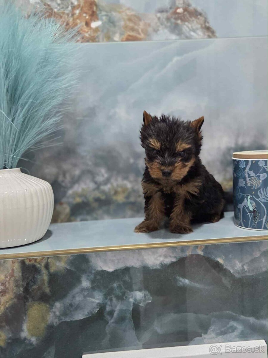 Yorkshirsky terier - 7