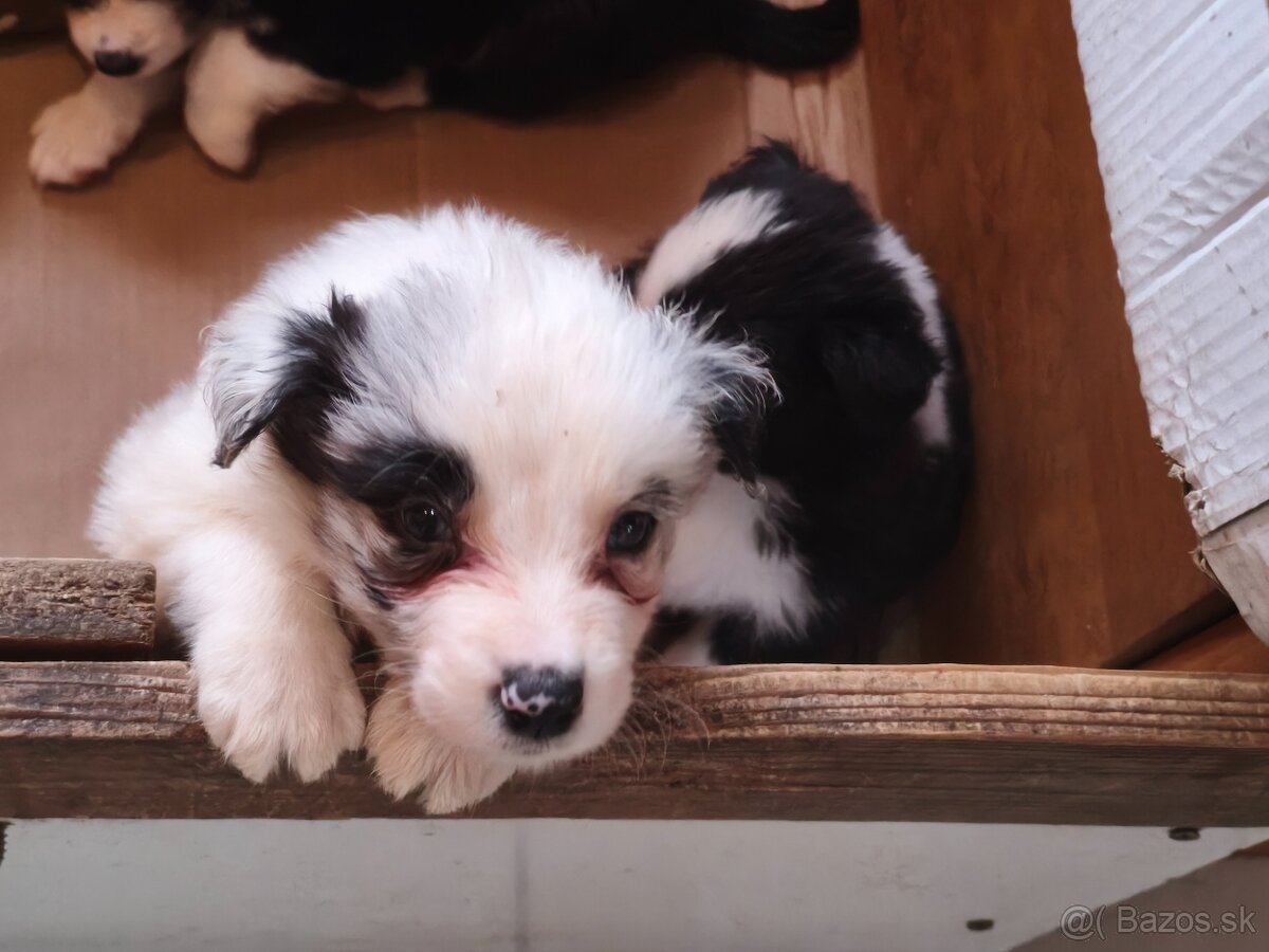 Border collie kiskutyák eladók - 7