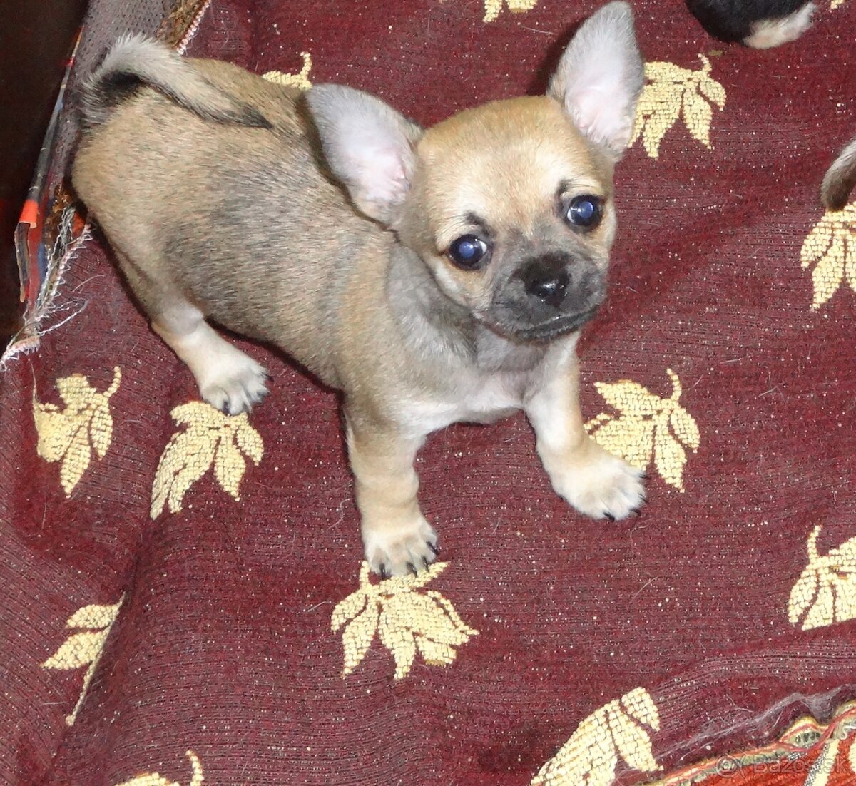 čivava krátkosrstá,dlhosrstá - 7