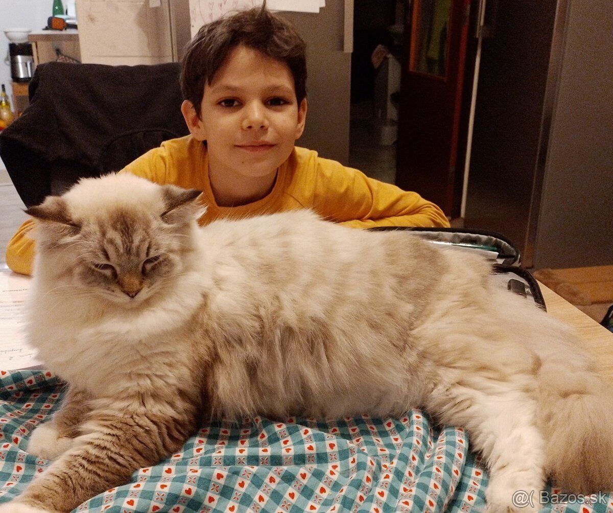 Čistokrvné Ragdoll mačiatka - 7