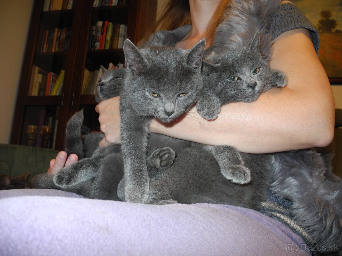 Darujem mačiatka - 7