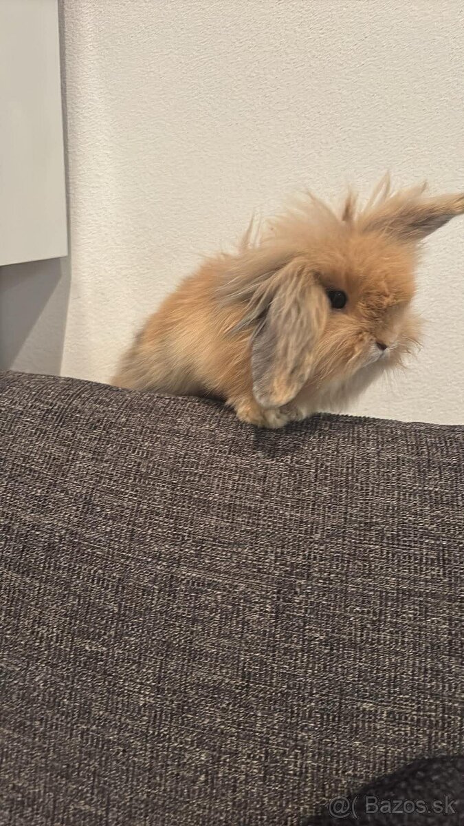 Zakrsnutý kralik baranček - 7