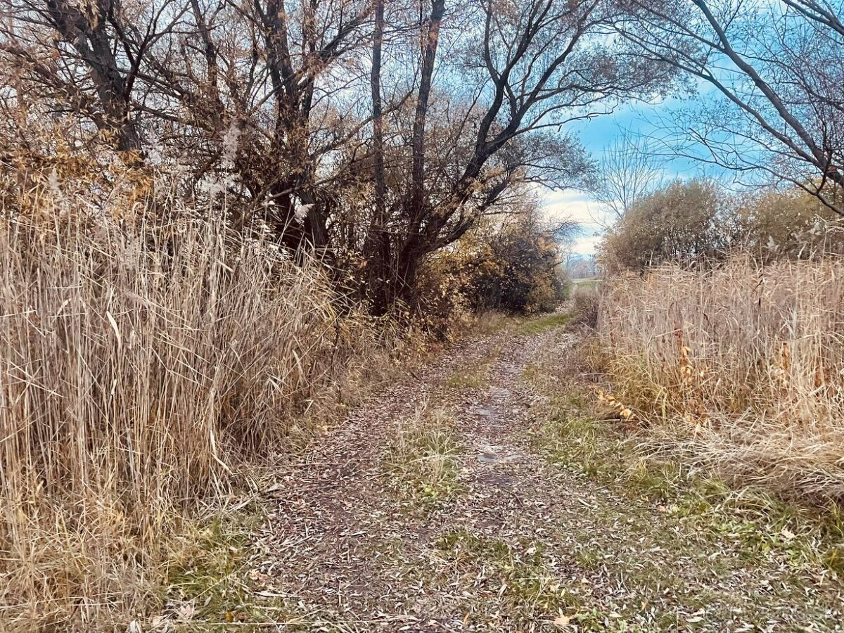 Pozemok - Lúka, Malé Leváre, 26 385 m² - 7