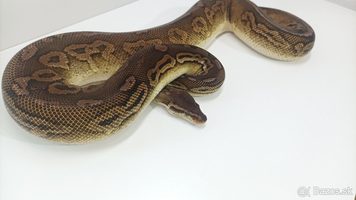 P. Regius.Pyton kralovsky - 7