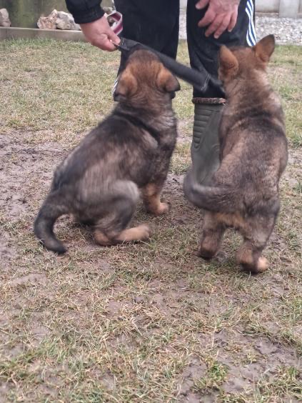 Nemecký ovčiak - 7