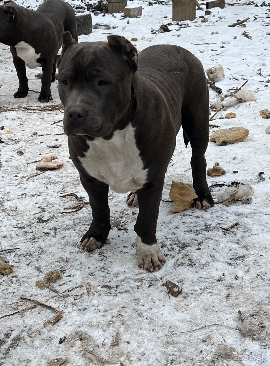 American bully - 7