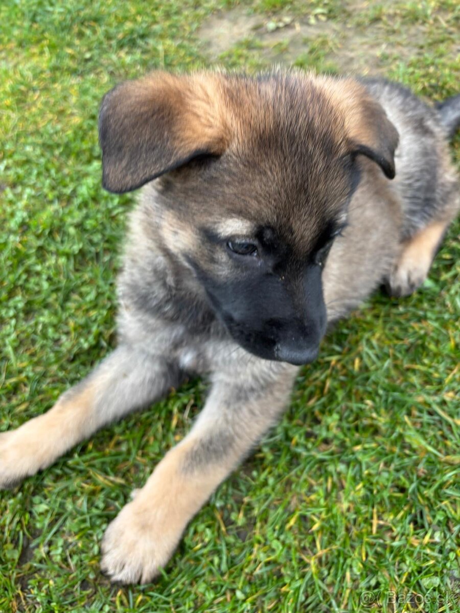 Nemecký ovčiak - 7