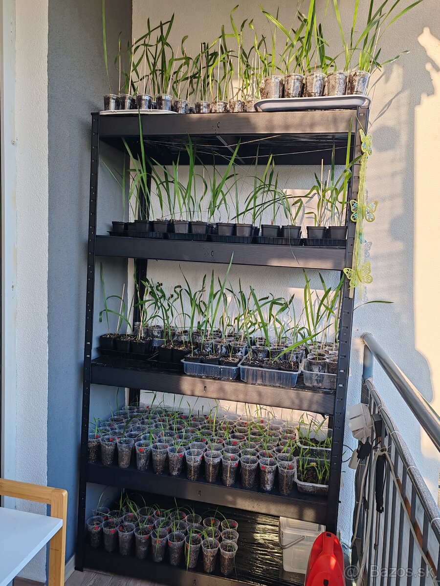 Palma Trachycarpus Fortunei - sadenice - 7