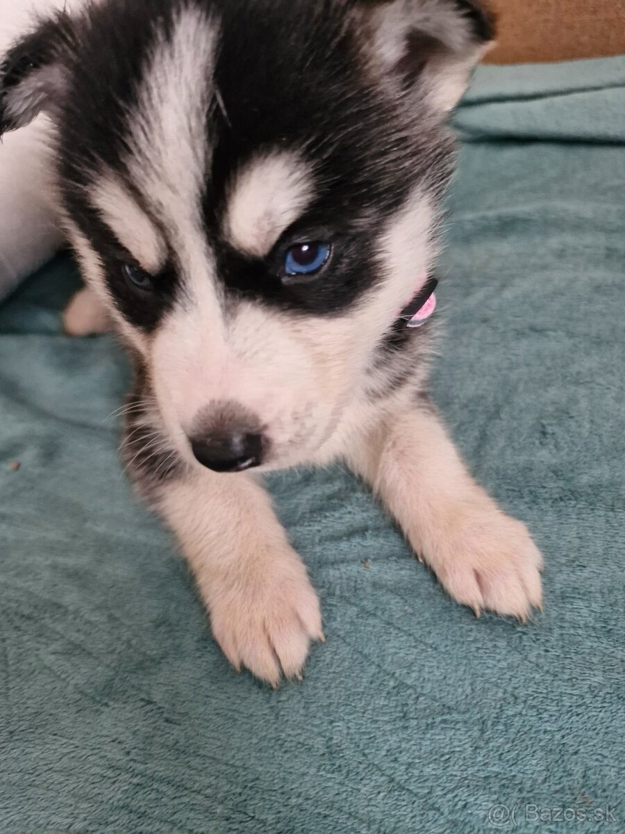 Šteniatka sibirsky husky - 7