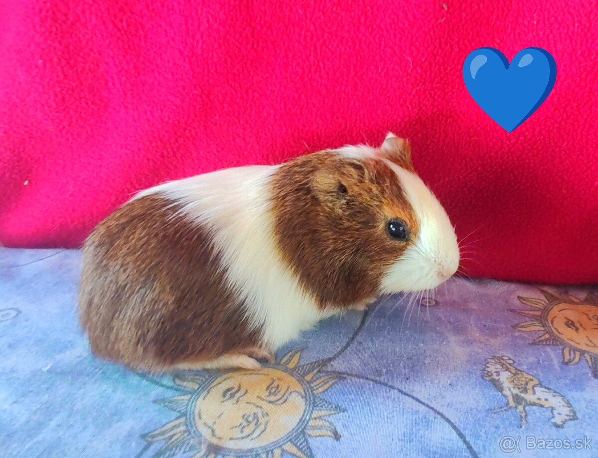 Morské prasiatka, morčatá 🐹 - 7