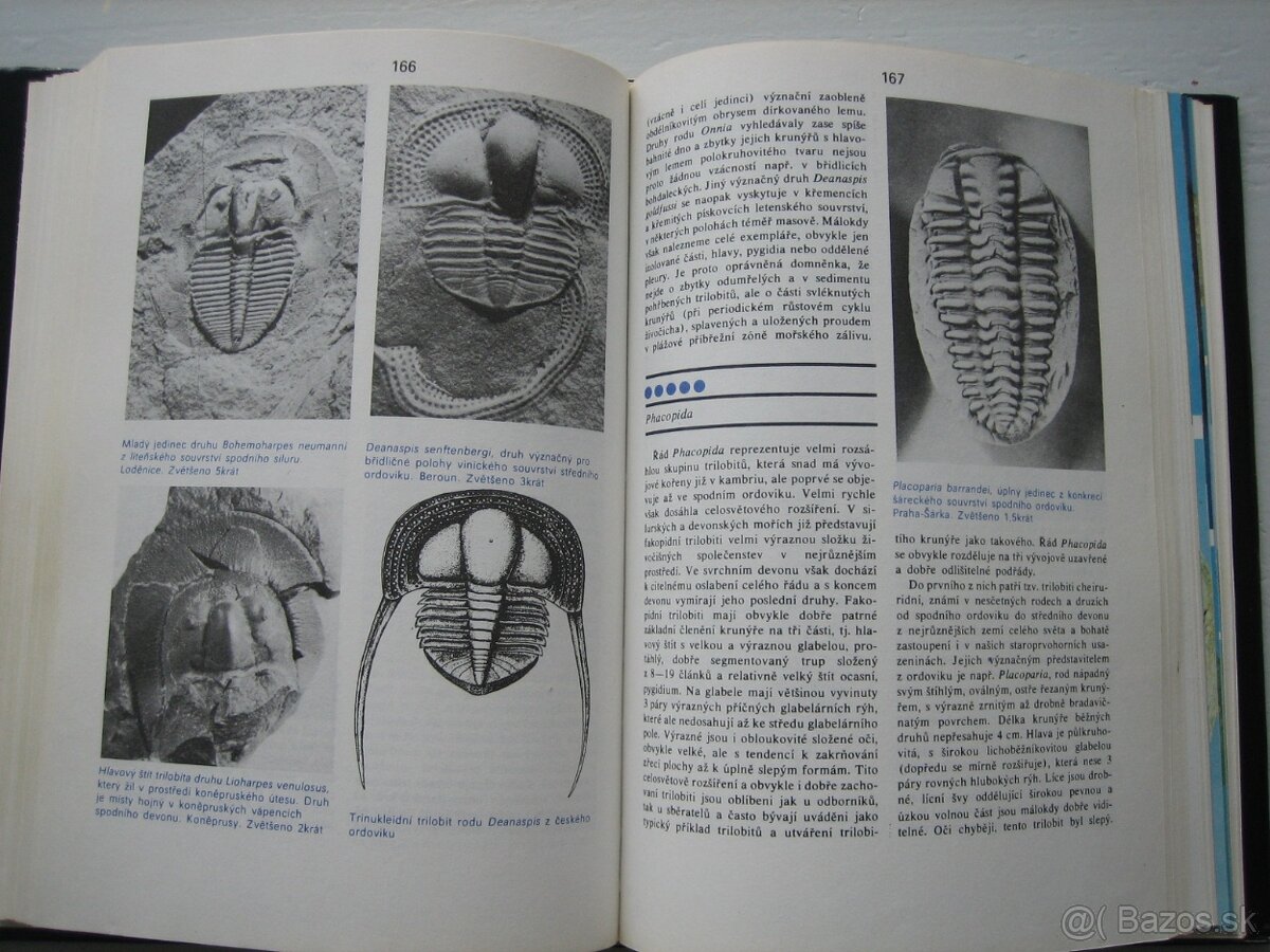 Skameneliny fosílie. - 7