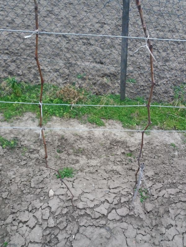 Predam sadenice vinica - 7