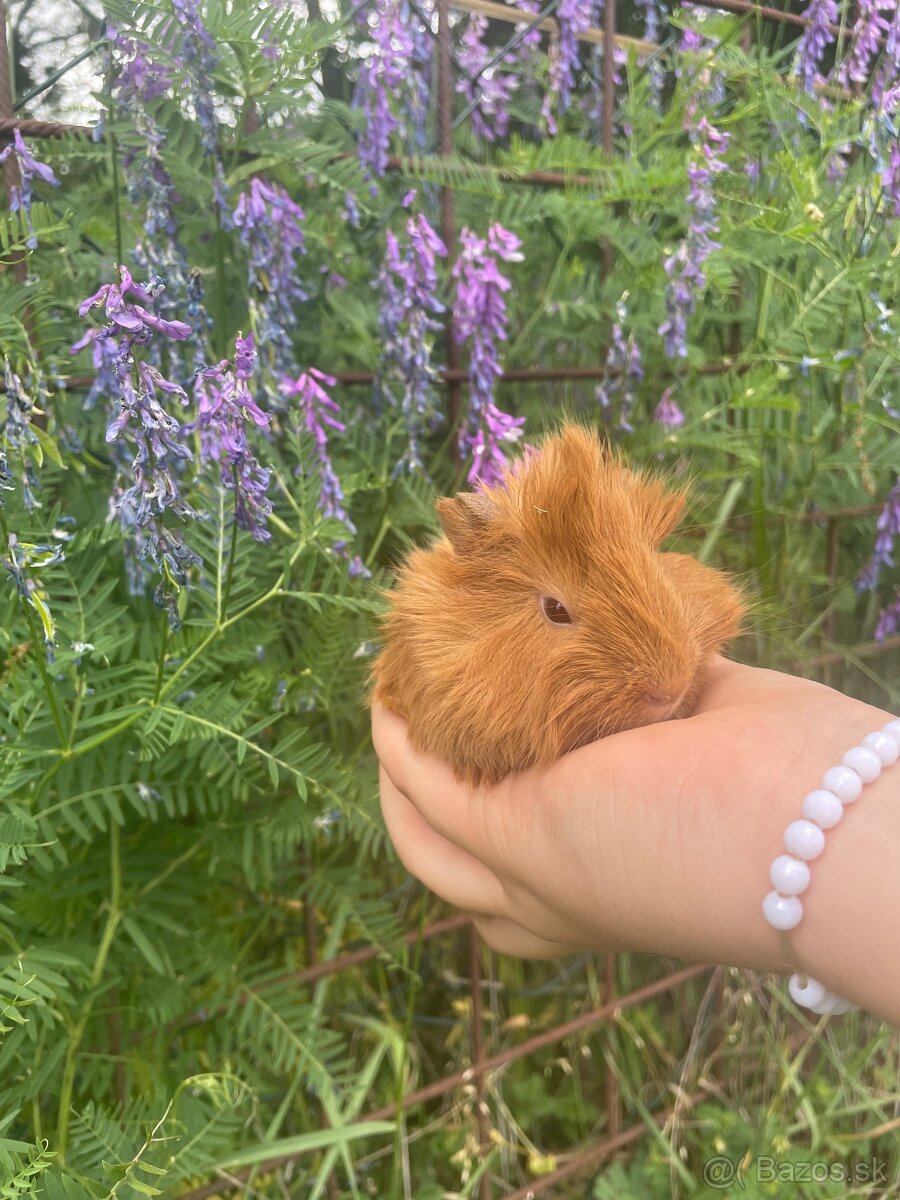 Predám morské prasiatka 🐹 - 7