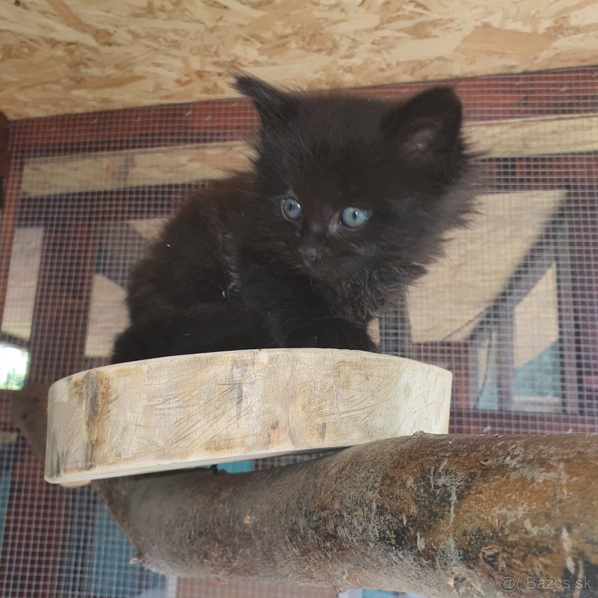 Ponukam maciatka - 7