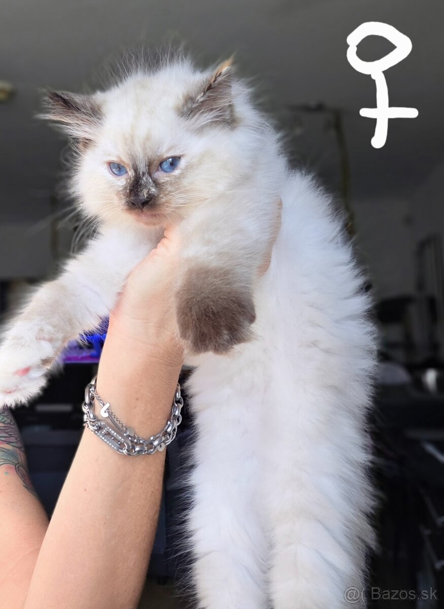 Mačiatka Ragdoll - 7