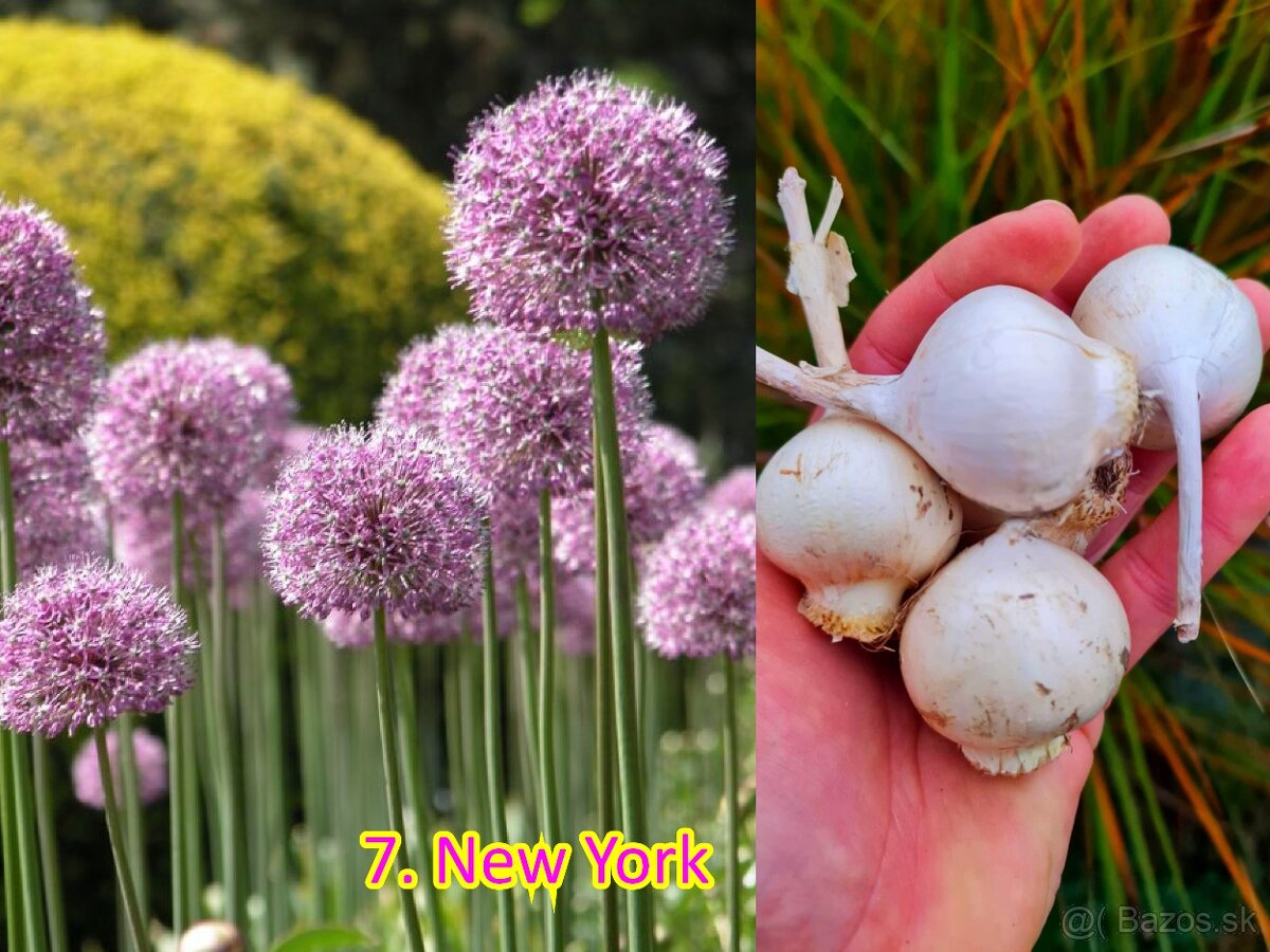 Okrasný cesnak 13 druhov od 0.15€ - 7