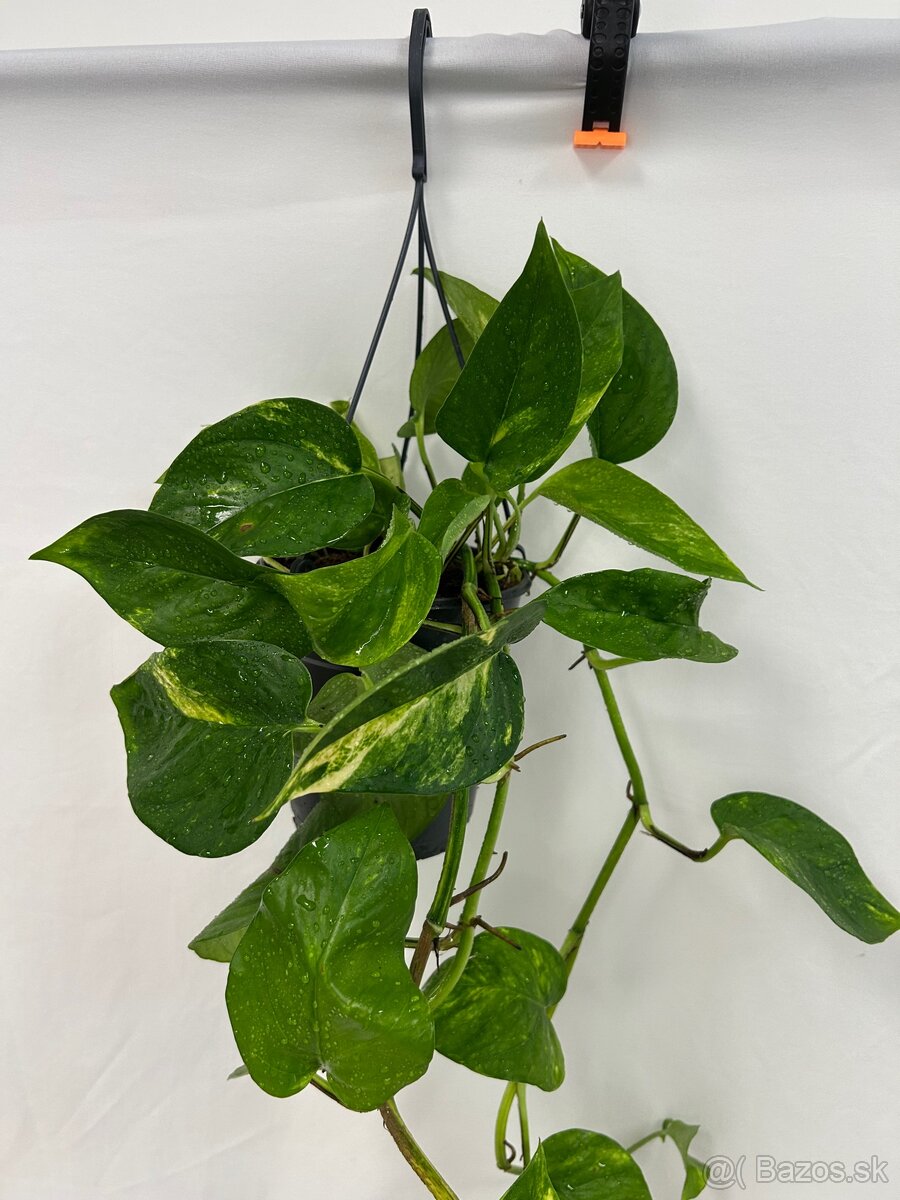 Epipremnum aureum ‚Hicolor‘ - 7