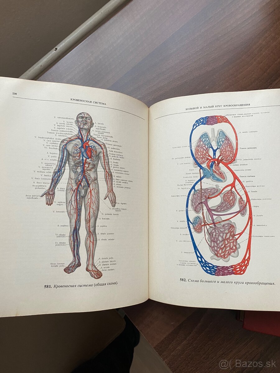 Atlas - Anatomia cloveka 2,3 - 7