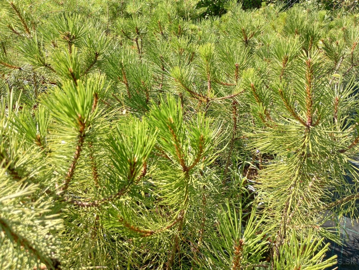 Borovica cierna ,borovica lesna - 7