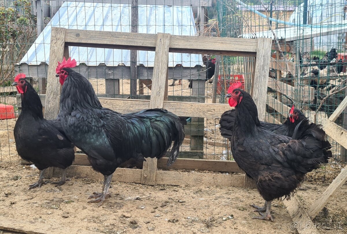 Ponukam nasadove vajicka - 7